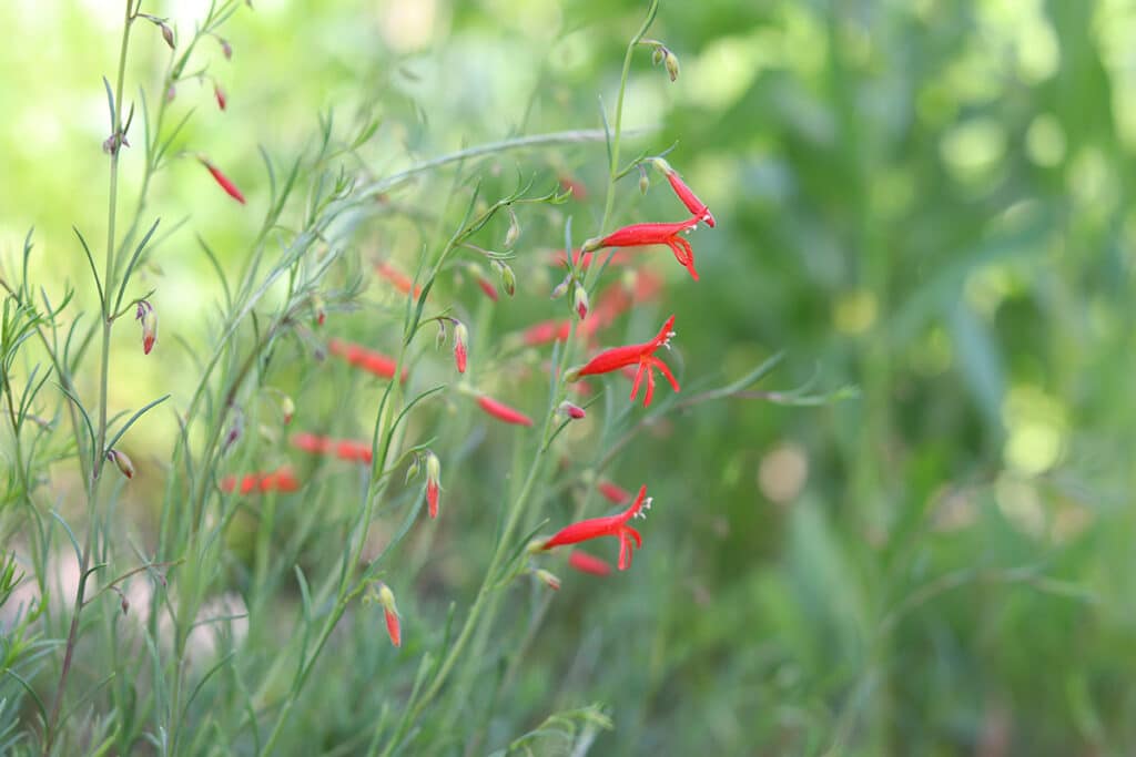 Kiefernblättriger Bartfaden - Penstemon pinifolius