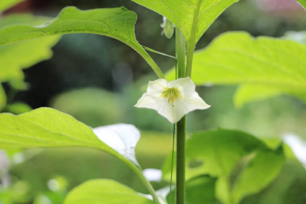 Lampionblume - Physalis alkekengi