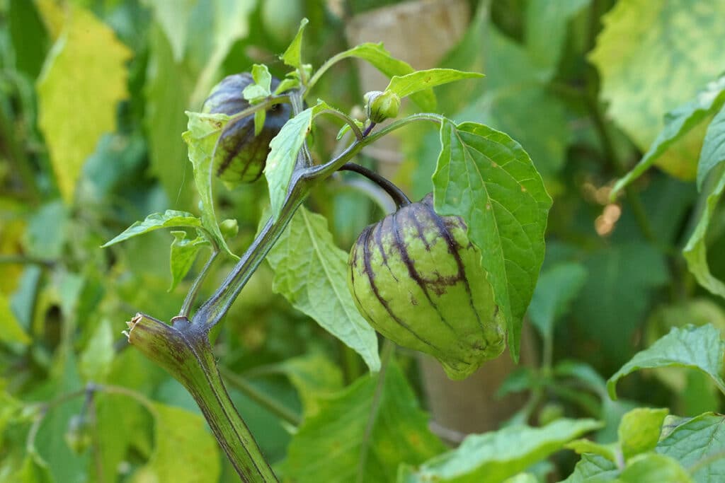 Lampionblume - Physalis alkekengi