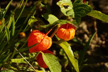 Lampionblume - Physalis alkekengi