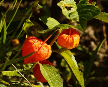 Lampionblume - Physalis alkekengi