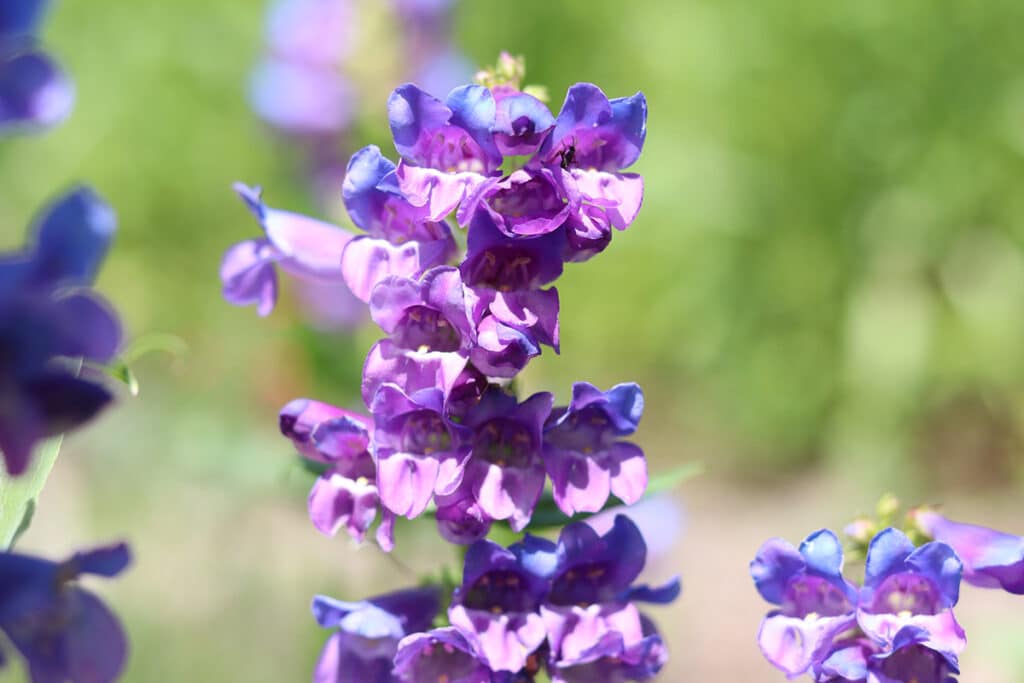 Penstemon - Mensarum