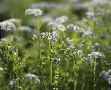 Kerbel - Anthriscus cerefolium
