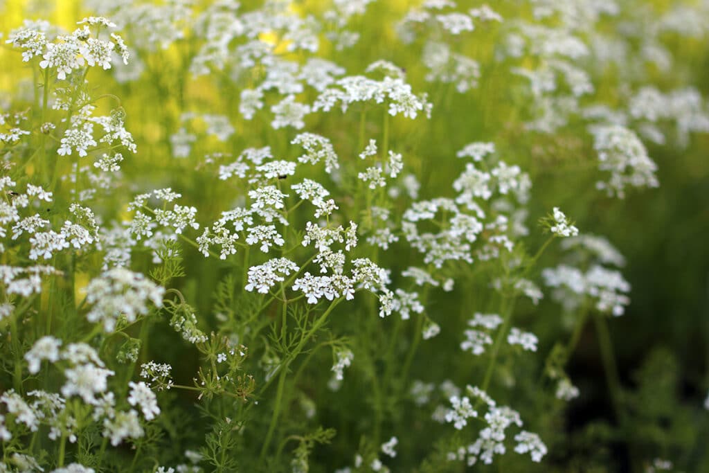 Kerbel - Anthriscus cerefolium