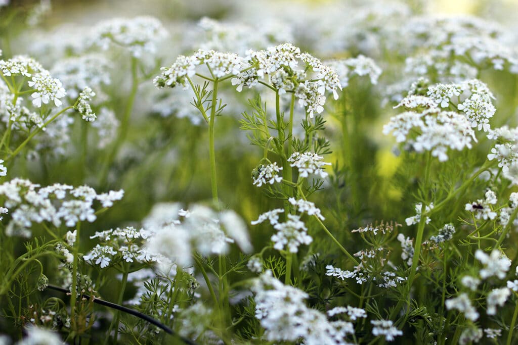 Kerbel - Anthriscus cerefolium