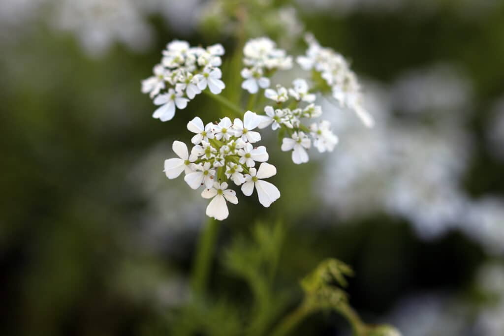 Kerbel - Anthriscus cerefolium