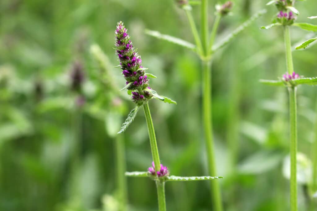 Knollen-Ziest - Stachys sieboldii