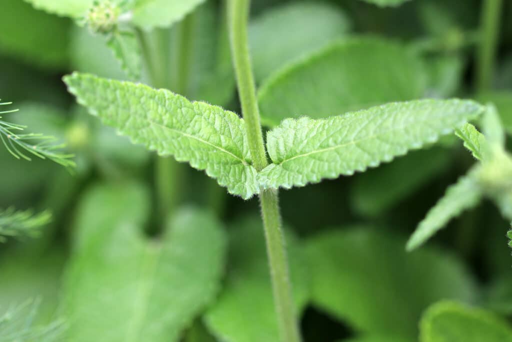 Knollen-Ziest - Stachys sieboldii