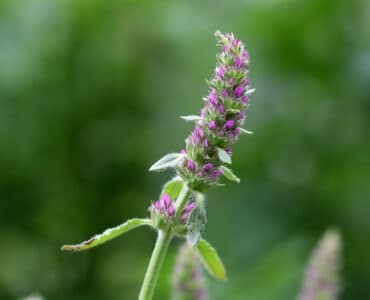 Knollen-Ziest - Stachys sieboldii