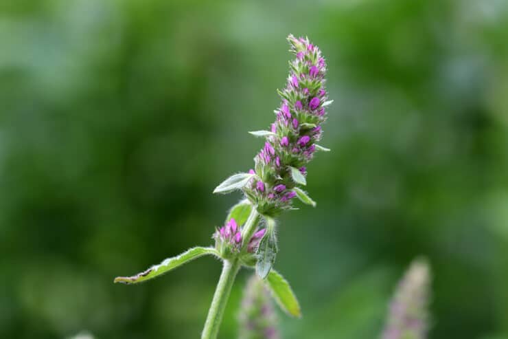 Knollen-Ziest - Stachys sieboldii