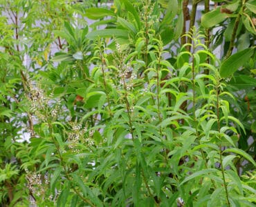 Zitronenstrauch - Aloysia citrodora