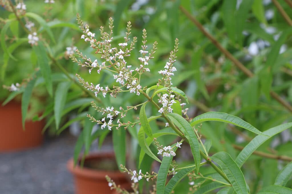 Zitronenstrauch - Aloysia citrodora