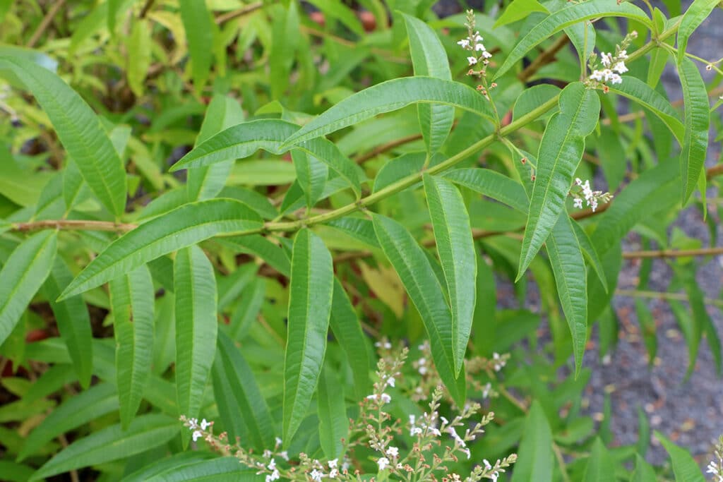 Zitronenstrauch - Aloysia citrodora