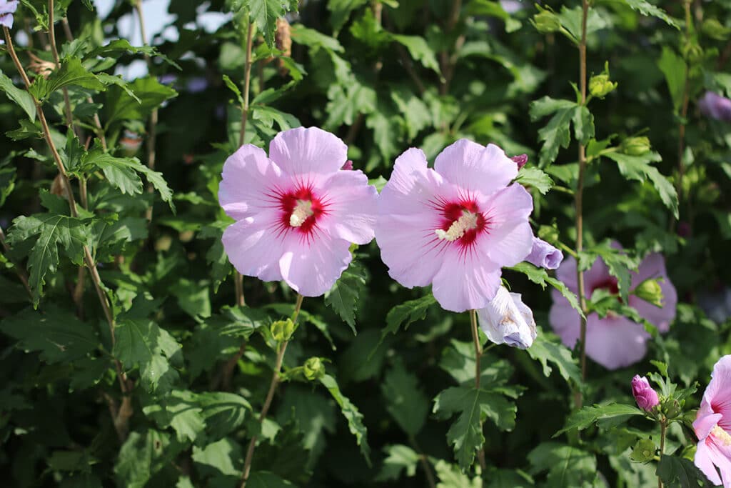 Hibiskusblüten