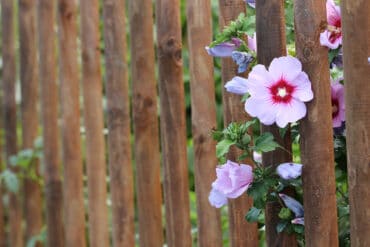 Hibiskusblüten