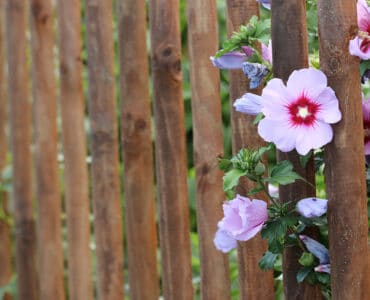 Hibiskusblüten