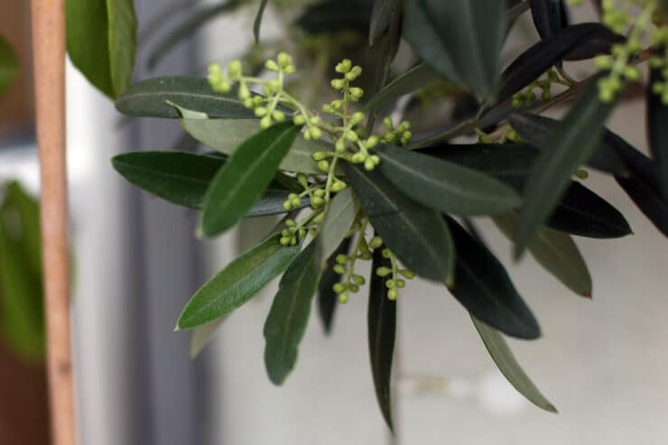 Wann Bekommt Der Olivenbaum Neue Blätter Ab wann blüht ein Olivenbaum? | Blütezeit, Blüten & Co - Selbstversorger.de