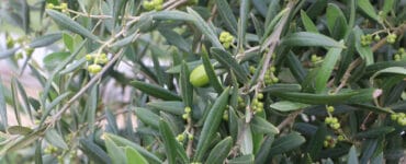 Olivenbaum mit Blüten und Früchten