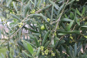 Olivenbaum mit Blüten und Früchten