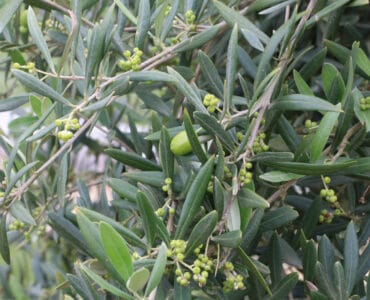 Olivenbaum mit Blüten und Früchten