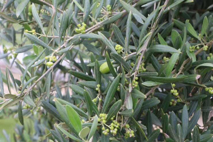 Olivenbaum mit Blüten und Früchten