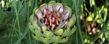 Artischocke - Cynara cardunculus var. scolymus