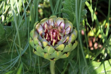 Artischocke - Cynara cardunculus var. scolymus