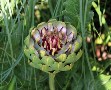 Artischocke - Cynara cardunculus var. scolymus