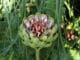Artischocke - Cynara cardunculus var. scolymus
