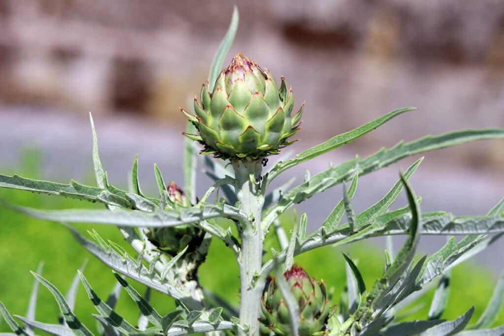 Artischocke - Cynara cardunculus var. scolymus