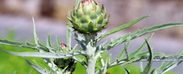 Artischocke - Cynara cardunculus var. scolymus