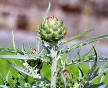 Artischocke - Cynara cardunculus var. scolymus