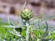 Artischocke - Cynara cardunculus var. scolymus