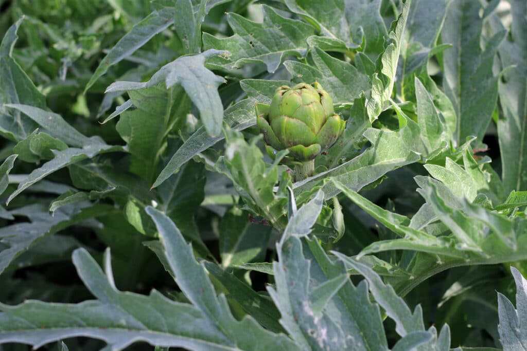 Artischocke - Cynara cardunculus var. scolymus