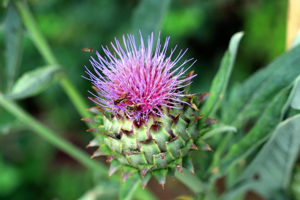 Artischocke - Cynara cardunculus var. scolymus