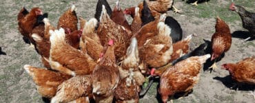 Auf welche Punkte Sie zu Hause bei der Auswahl von Hühner halten für anfänger Aufmerksamkeit richten sollten