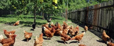 glückliche Hühner in Freilandhaltung