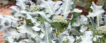 Brokkoli - Brassica oleracea