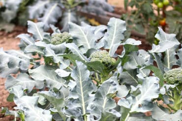 Brokkoli - Brassica oleracea