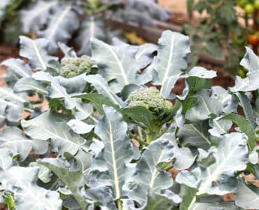 Brokkoli - Brassica oleracea