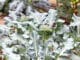 Brokkoli - Brassica oleracea