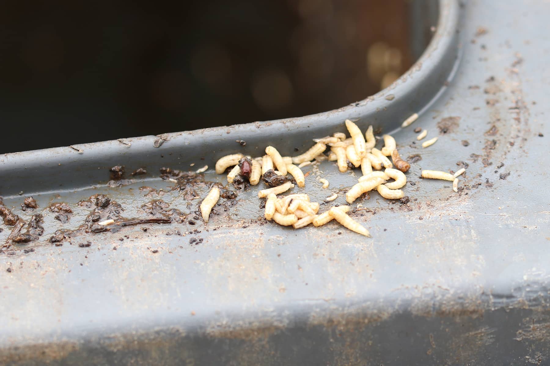Maden in der Biotonne bekämpfen 11 Mittel die wirklich helfen