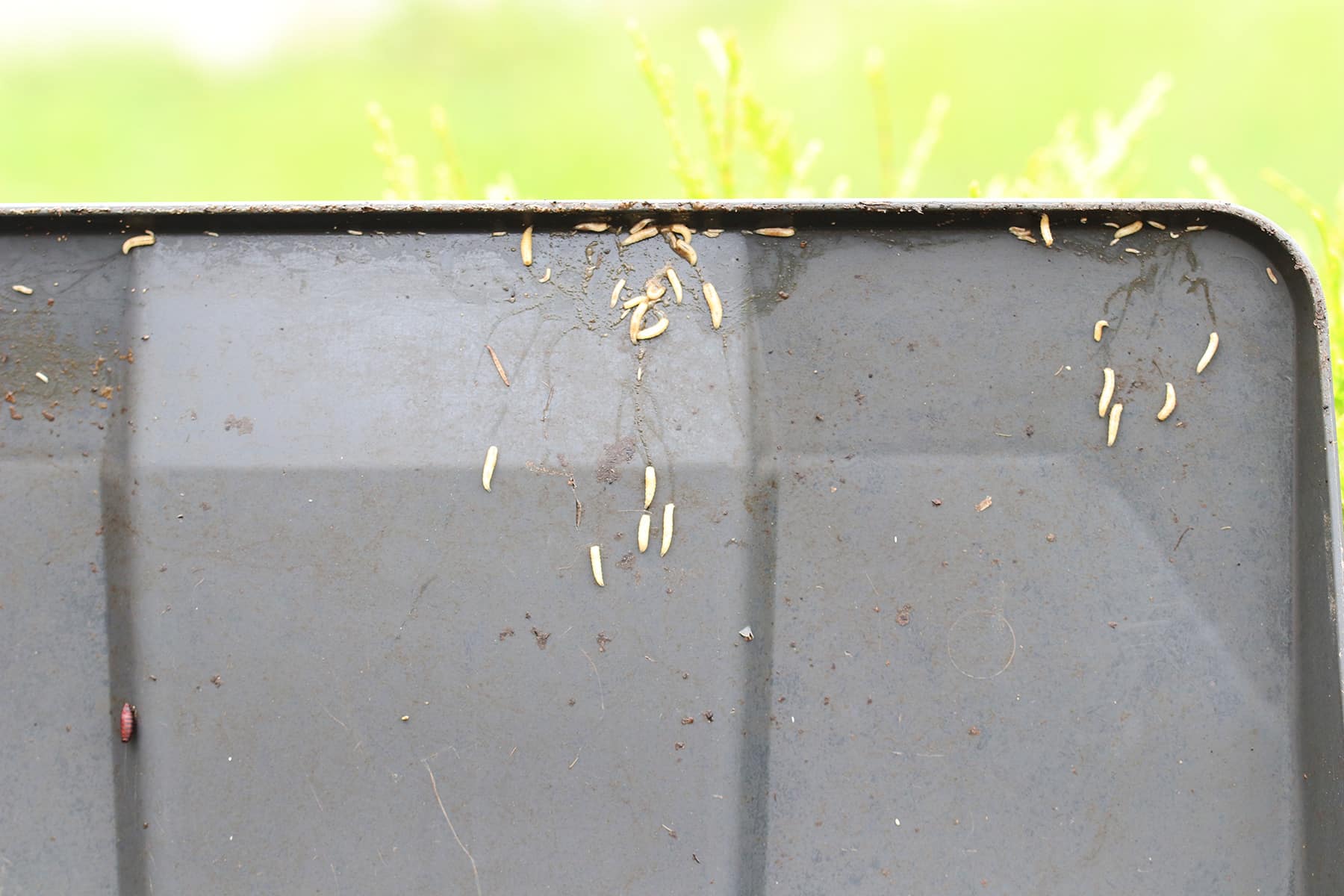 Maden In Der Küche An Der Decke Maden in der Biotonne bekämpfen: 11 Mittel die wirklich helfen