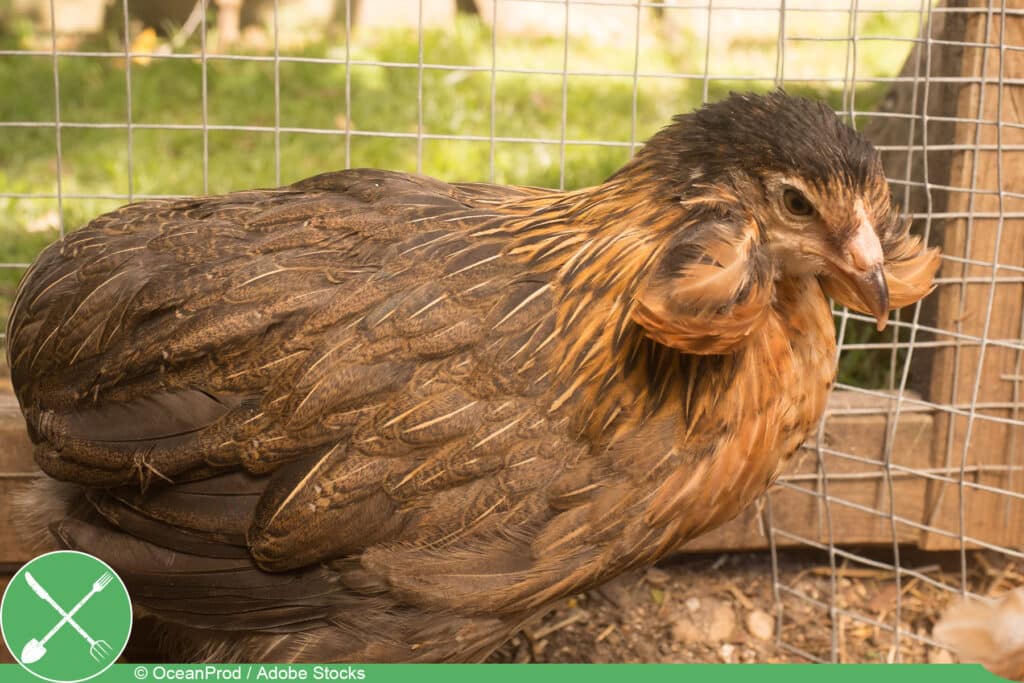 Araucaner Huhn - braune Hühnerrassen