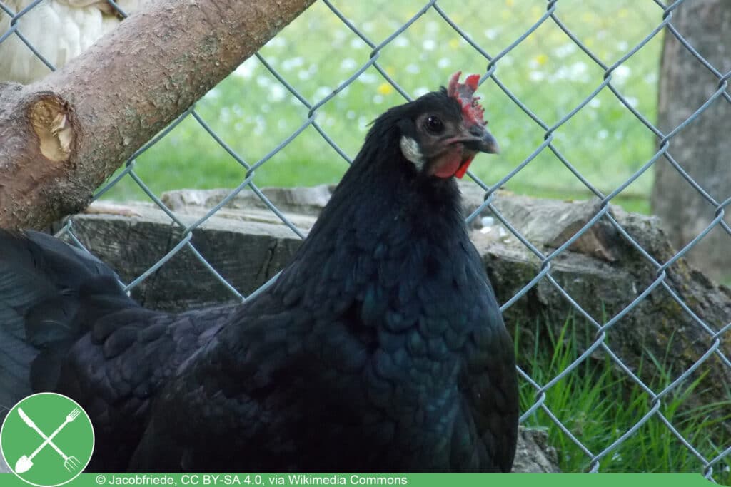 Augsburger Huhn