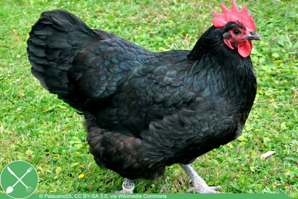 Australorp Huhn