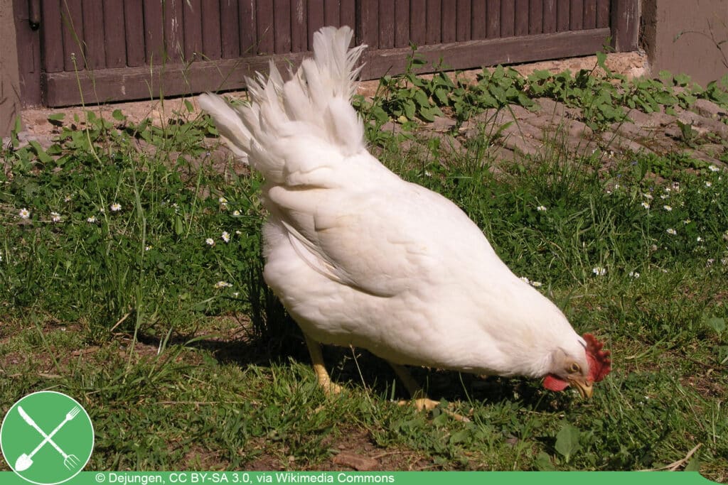 Italiener Huhn - Leghorn