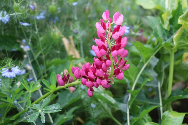 Giftige und essbare LupinenSorten Süßlupine