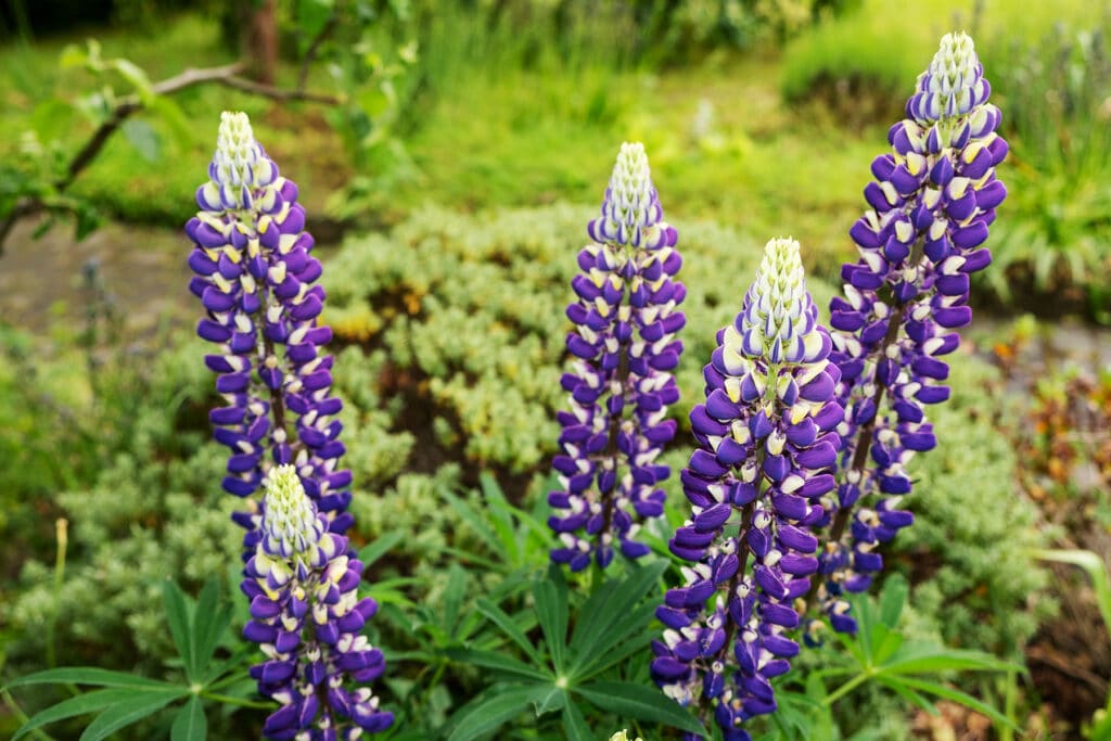 Giftige und essbare LupinenSorten Süßlupine