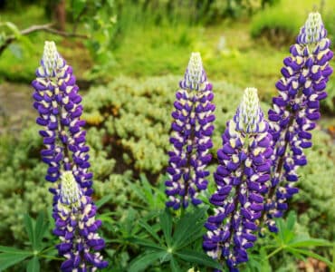 Lupine